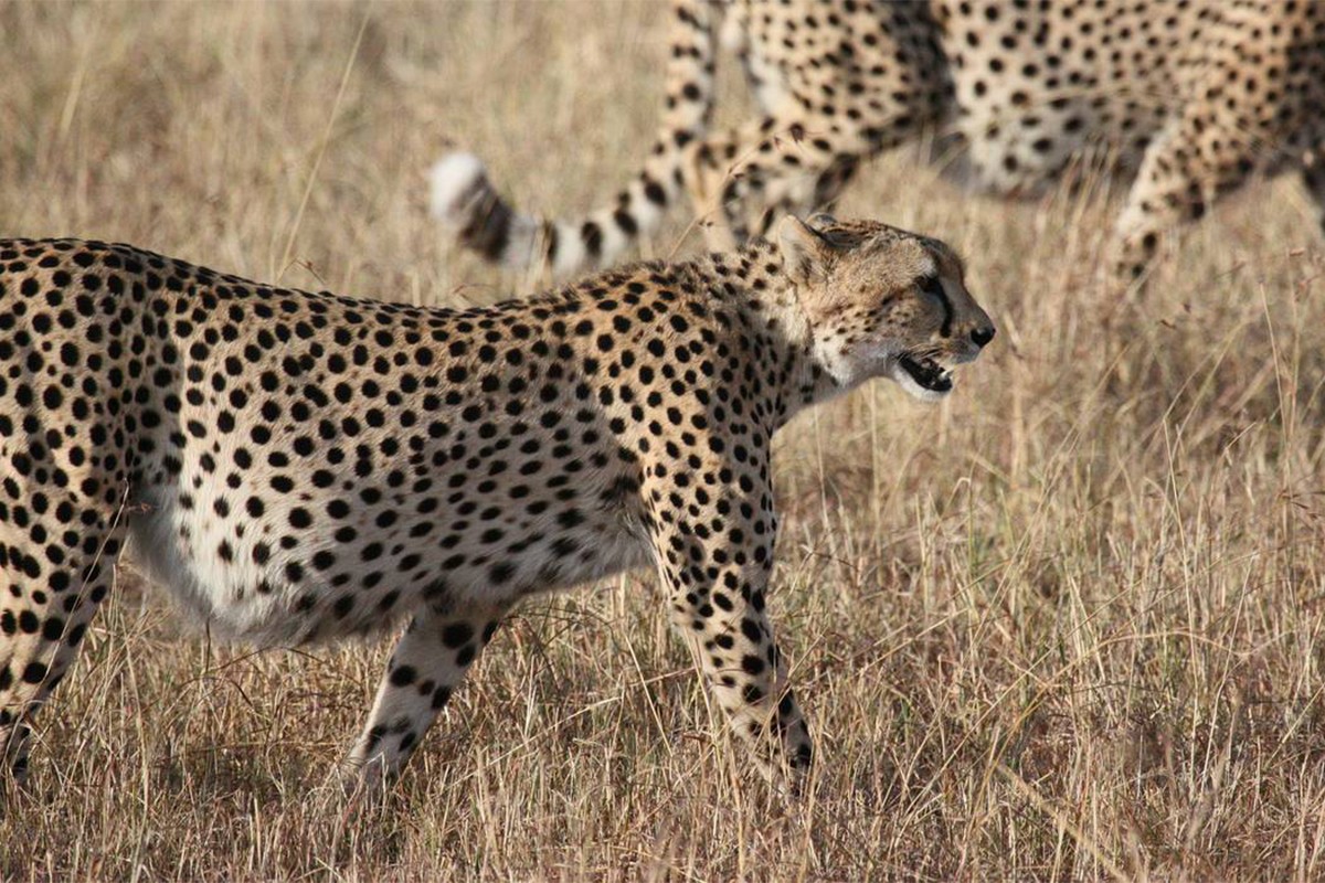 Azijskom gepardu prijeti izumiranje, samo njih 12 ostalo u Iranu