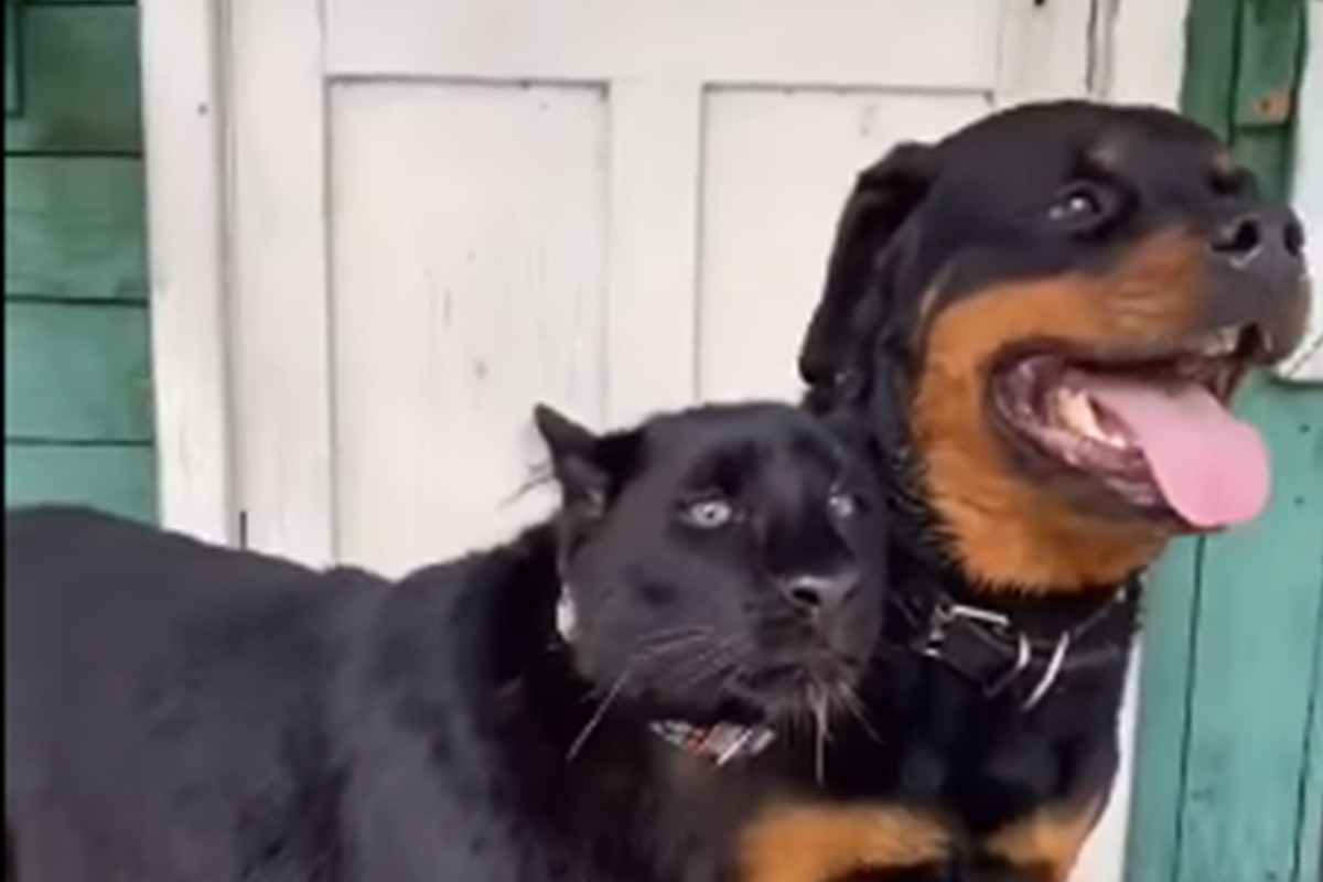 Neobično prijateljstvo psa i risa