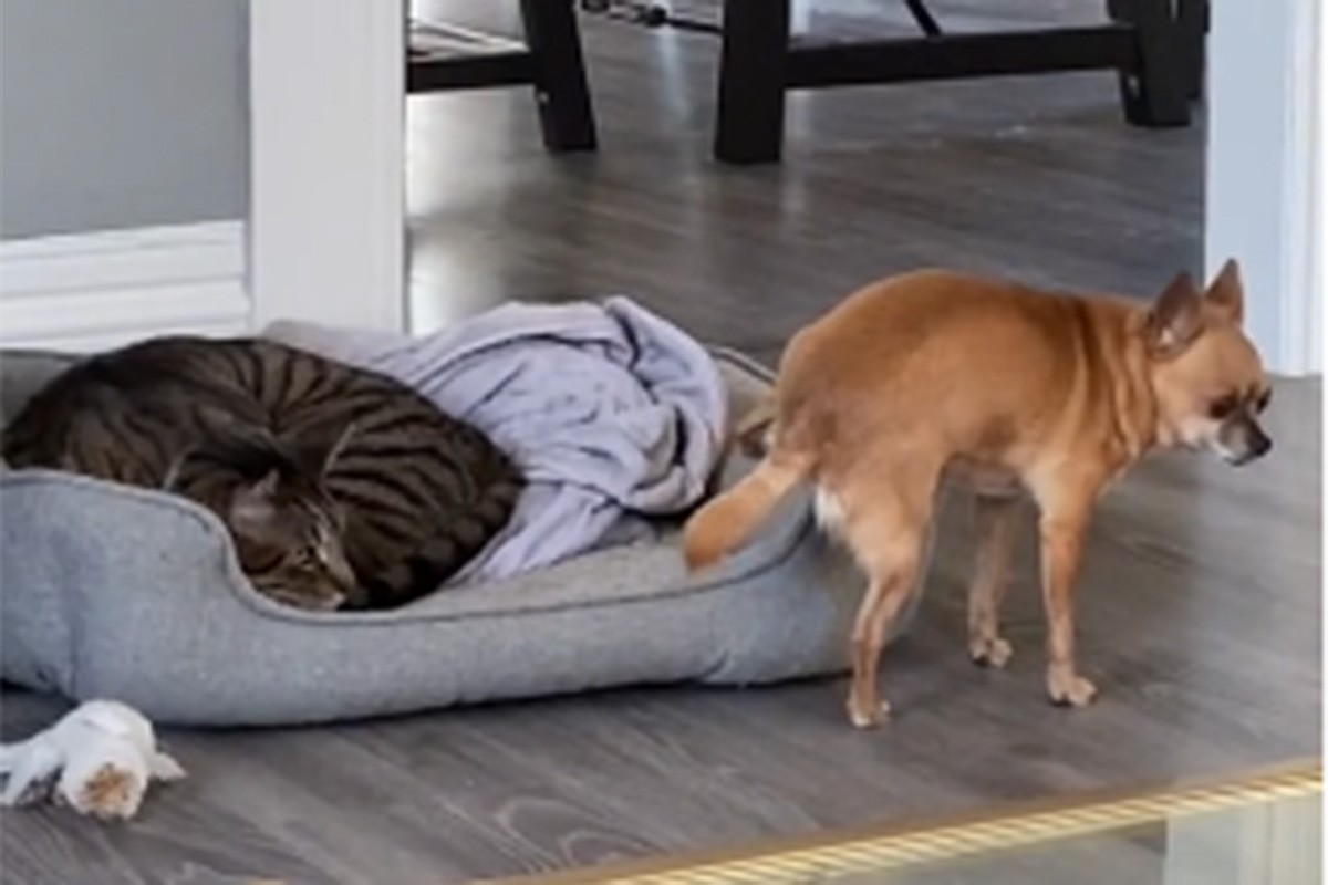 Evo kako se pas pokušao ušunjati mački u krevet