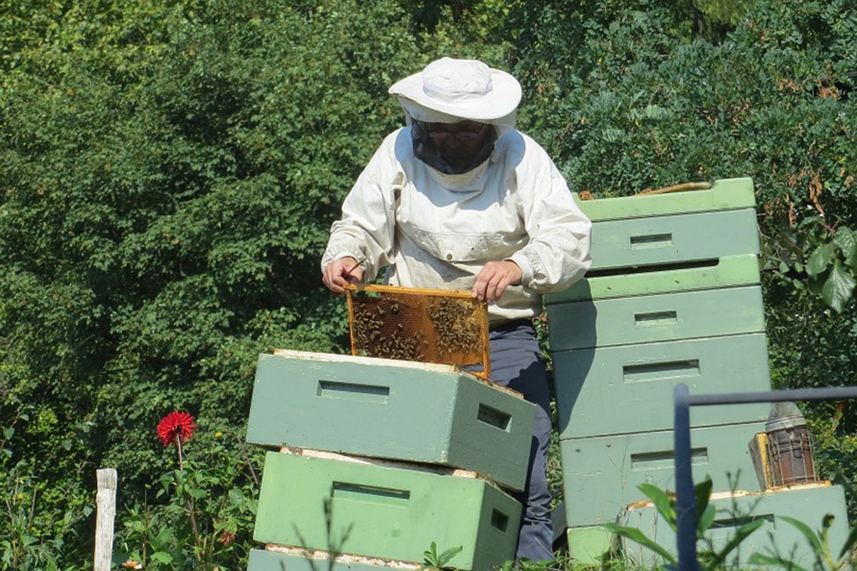Nikad gora godina, pčelari dižu kredite da sačuvaju pčelinjake