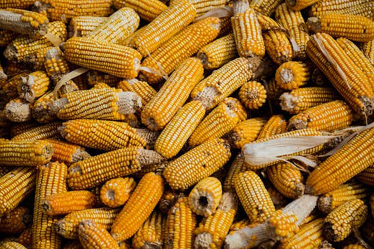 Proizvodnja kukuruza u FBiH manja za 30 odsto