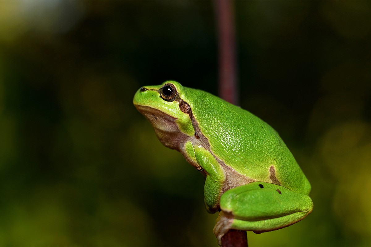 Naučnici žabama amputirali krakove pa postigli da im izrastu novi