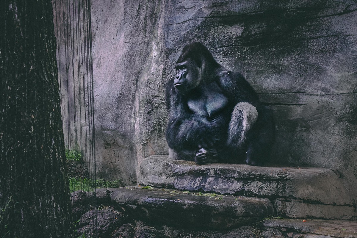 Uginuo najstariji mužjak gorile na svijetu