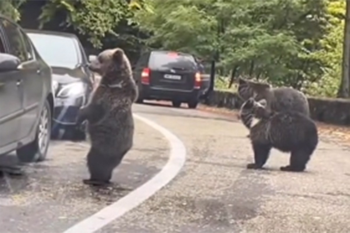 Medvjedi naišli na kolonu automobila pa vozačima "davali pet"