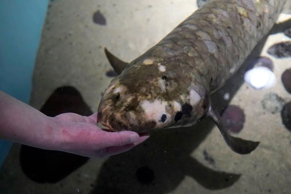 Najstarija riba iz akvarijuma: Dugačka je više od metra i prava je maza