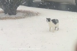 Mačka prvi put ugledala snijeg pa postala viralna zbog preslatke reakcije