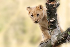 Pronađeno mladunče lava koje je nestalo u Budvi