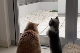 Ove mačke su prvi put vidjele kako pada snijeg