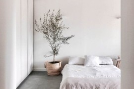 Dekorativna biljka: Drvo masline za dašak mediterana u domu