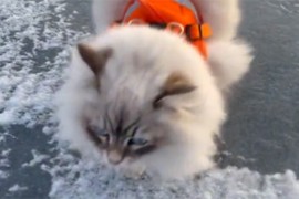 Mačka stala na led pa uživala