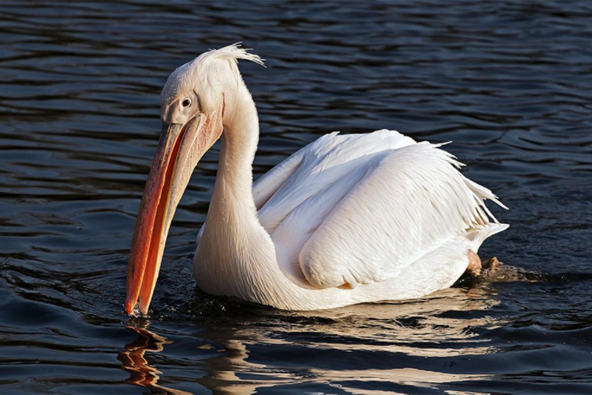 Na Dunavu ponovo viđeni pelikani