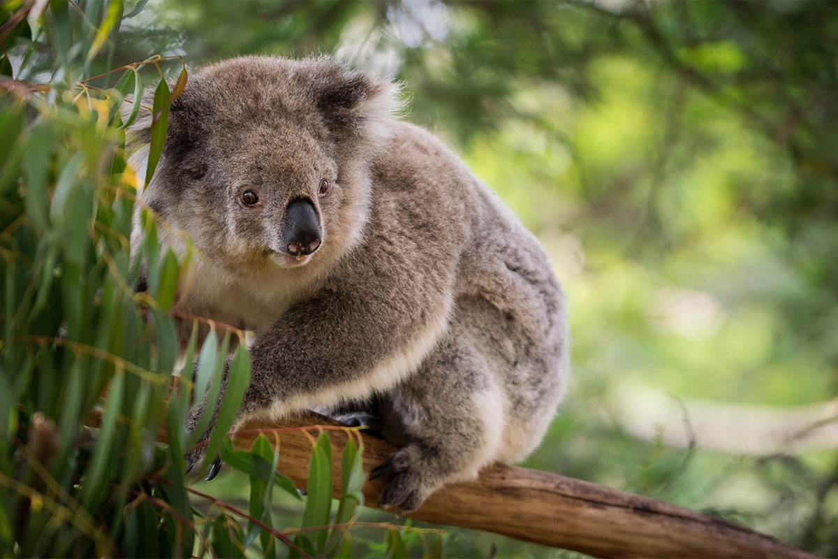 Australija stavila koale na listu ugroženih životinja
