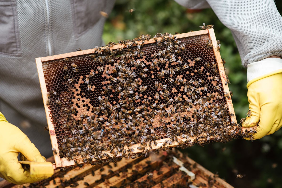 Vrijeme za detaljan pregled pčelinjih društava