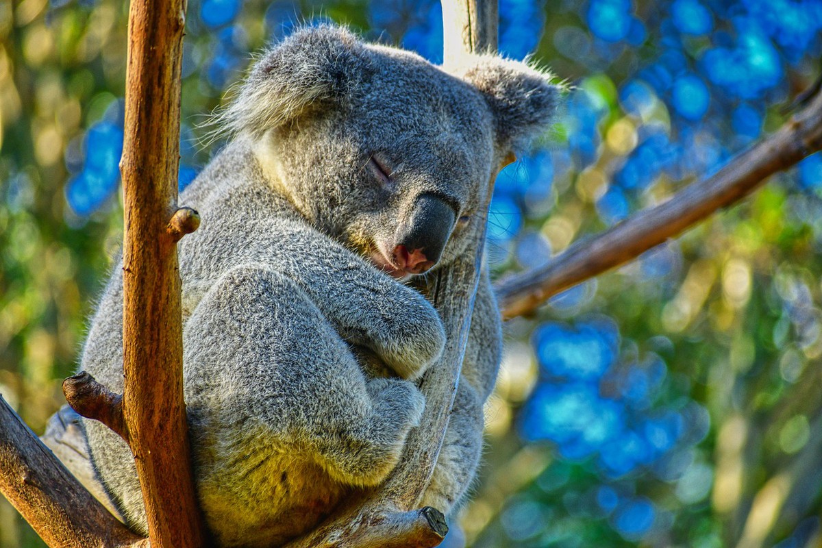Nestaje simbol Australije, pomor koala, za 20 godina ih upola manje