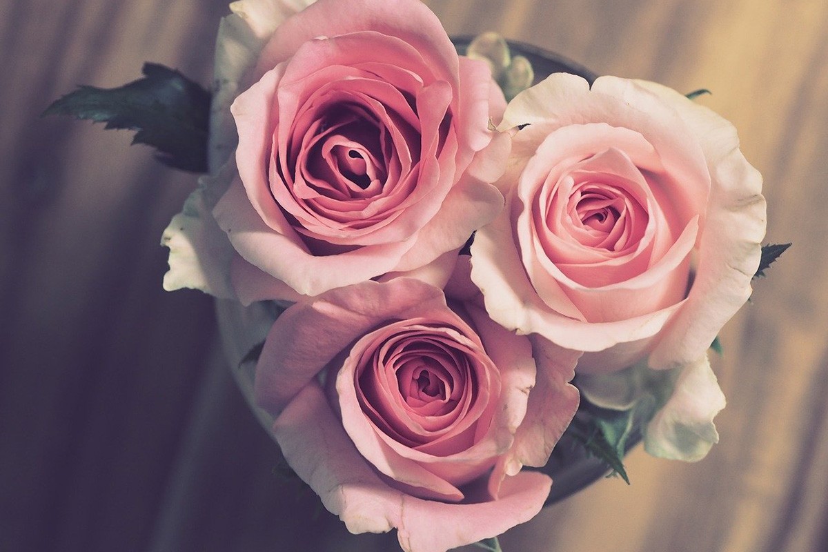 Koje cvijeće treba da poklanjate za Dan zaljubljenih i koju simboliku ono ima