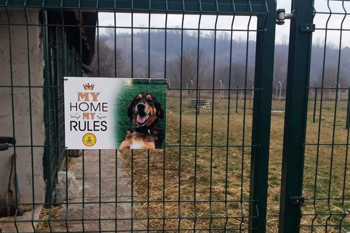 Bolji uslovi u azilu, psi će dobiti i bazen