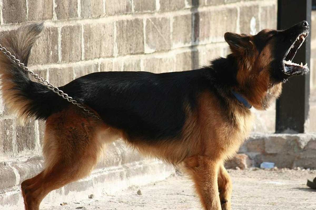 Pas u Banjaluci ugrizao djevojčicu