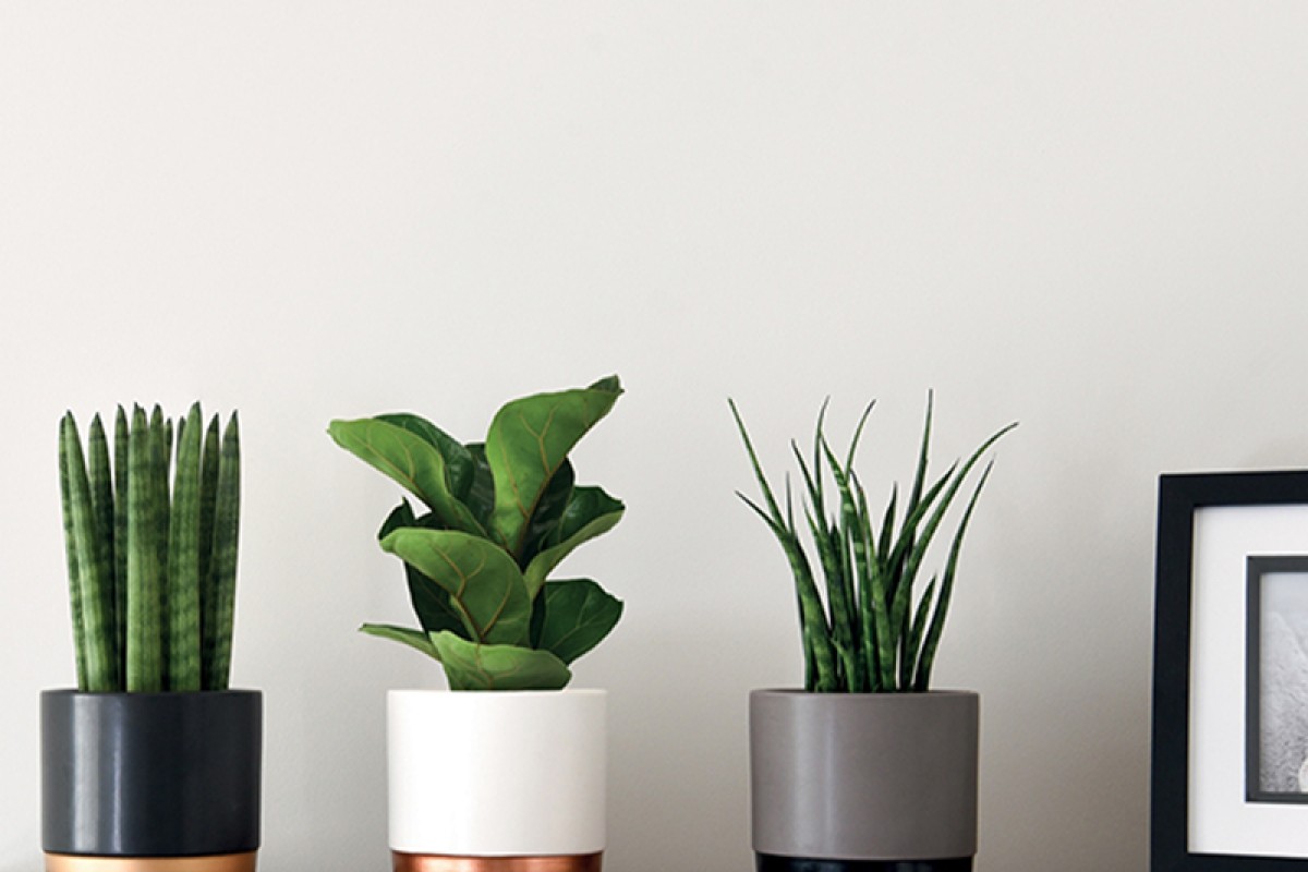 Tri biljke idealne za kancelarijski kutak