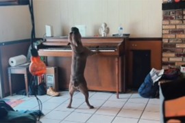 Pogledajte psa koji svira klavir i pokušava pjevati