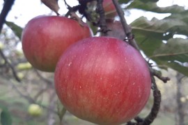 Sve više proizvođača jabuka odustaje od proizvodnje