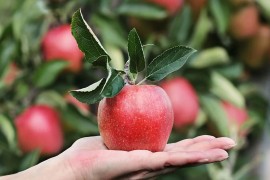Zašto su jabuke zdrave?