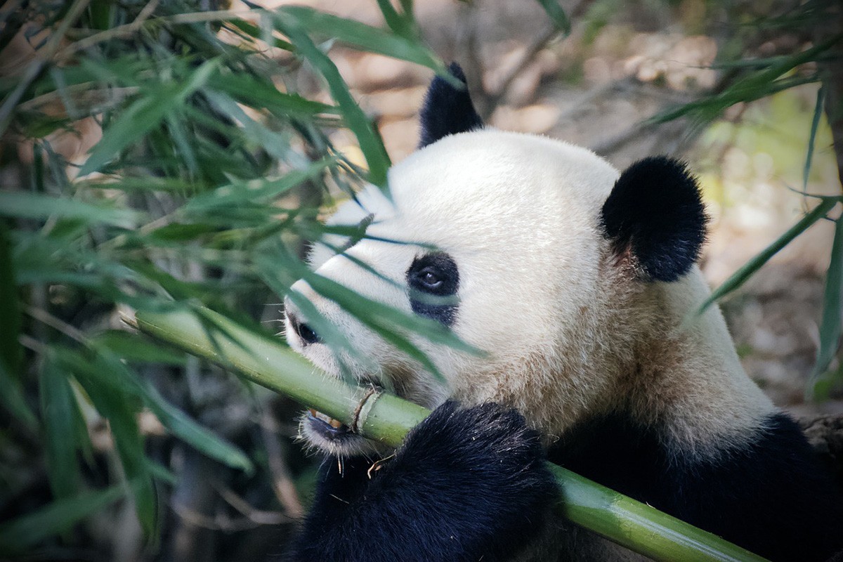 Zašto su pande crno-bijele boje