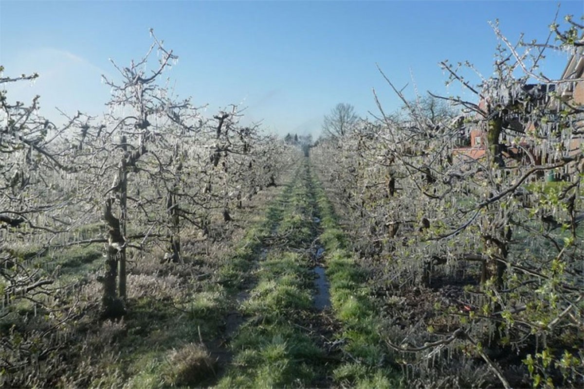 Mandić: Niske temperature tokom marta pogodne za voćnjake