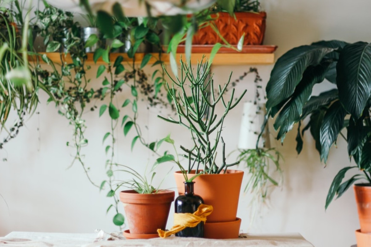 Tri trika za zdravu podlogu i bujne biljke