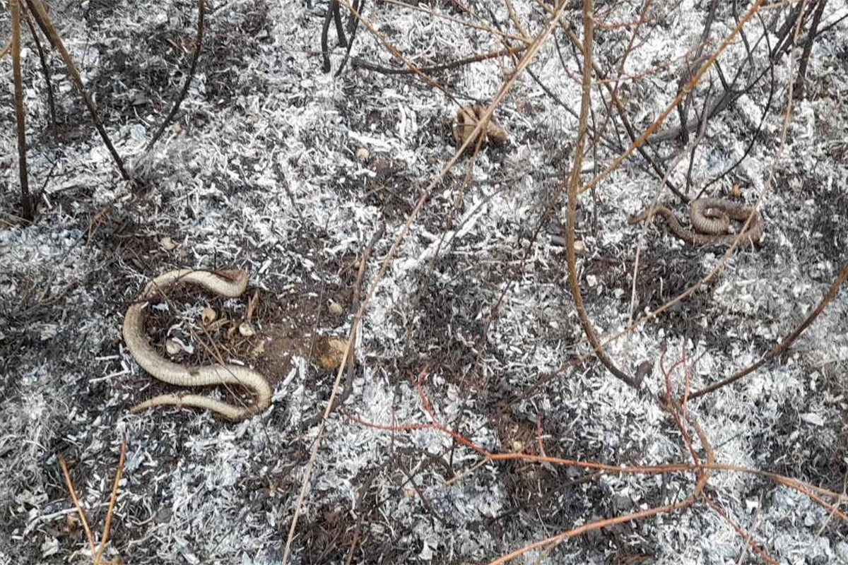 Više požara u Banjaluci, na požarištu primijećene zmije