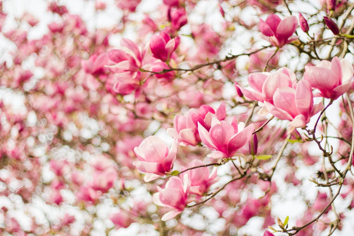 Bijela, roze, purpurna: Magnolija - kraljica proljećnog cvijeća