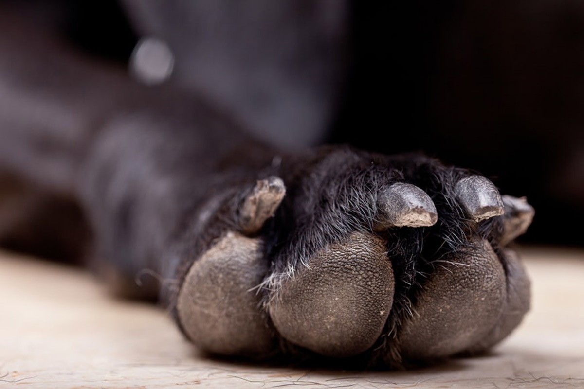 Zašto psi grizu i ližu svoje noge?