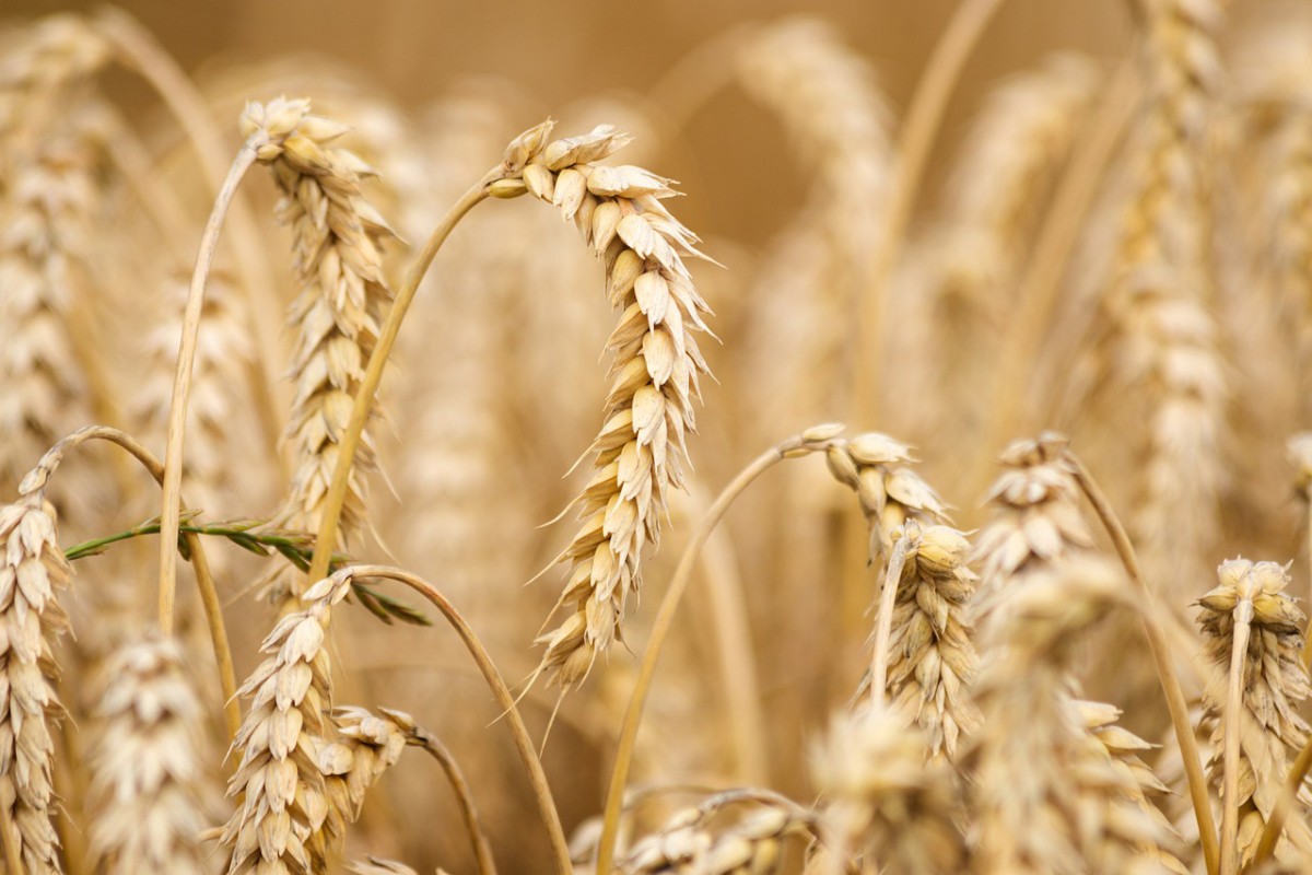 Ukrajinski ministar poljoprivrede: Izvoz ukrajinskog žita sve manji