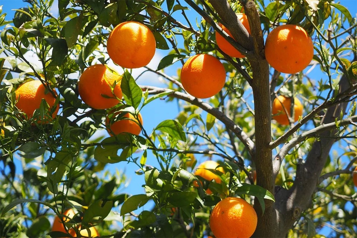 Španci će višak narandži upotrijebiti za proizvodnju struje