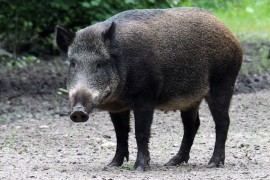 Divlja svinja po imenu Putin dobija drugo ime