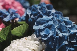 Kako da promijenite boju hortenzija