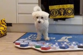 Simpatični pas pomoću zvučne ploče vlasnicima "govori" šta želi