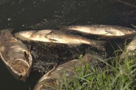 Vlada daje novac da bi spriječila novi pomor ribe u Prnjavoru