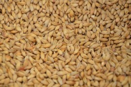 Brnabić: Vlada će danas dozvoliti kvote za izvoz žita