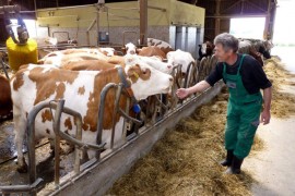 Protest mljekara i stočara u Živinicama