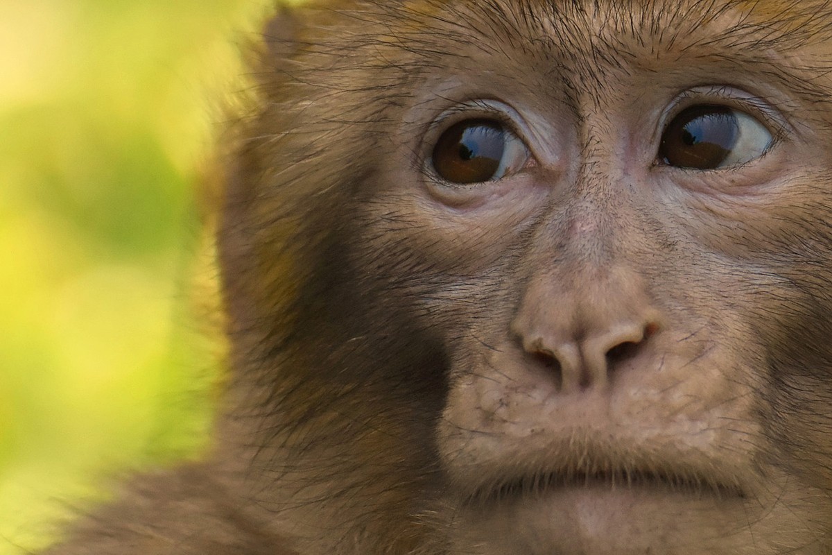 Studija: Majmuni nakon snažnog uragana počeli ubrzano stariti