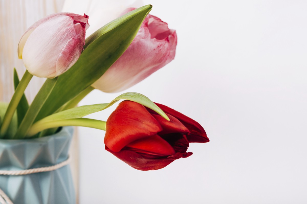 Cvijeće u vazi: Tulipani vole vodu, ali ne i jake sunčeve zrake