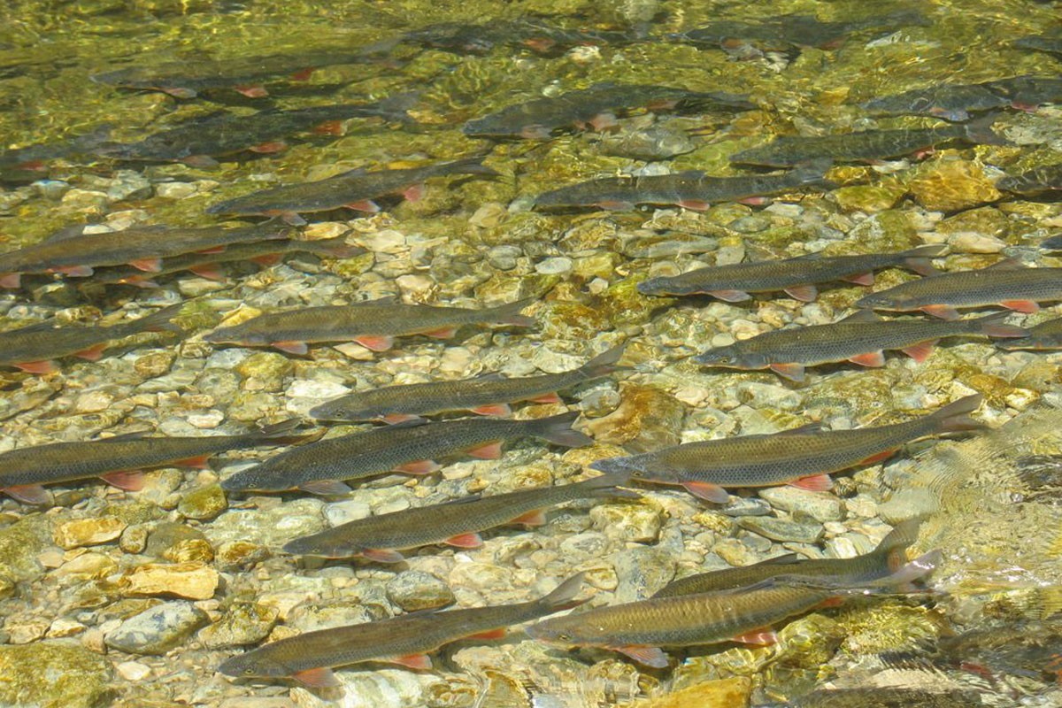 Zanimljiv prirodni fenomen: Hiljade riba u pritokama Sane