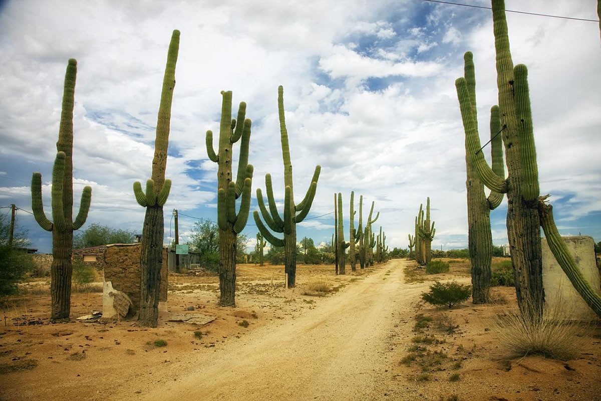 Globalno zagrijavanje loše utiče i na kaktuse