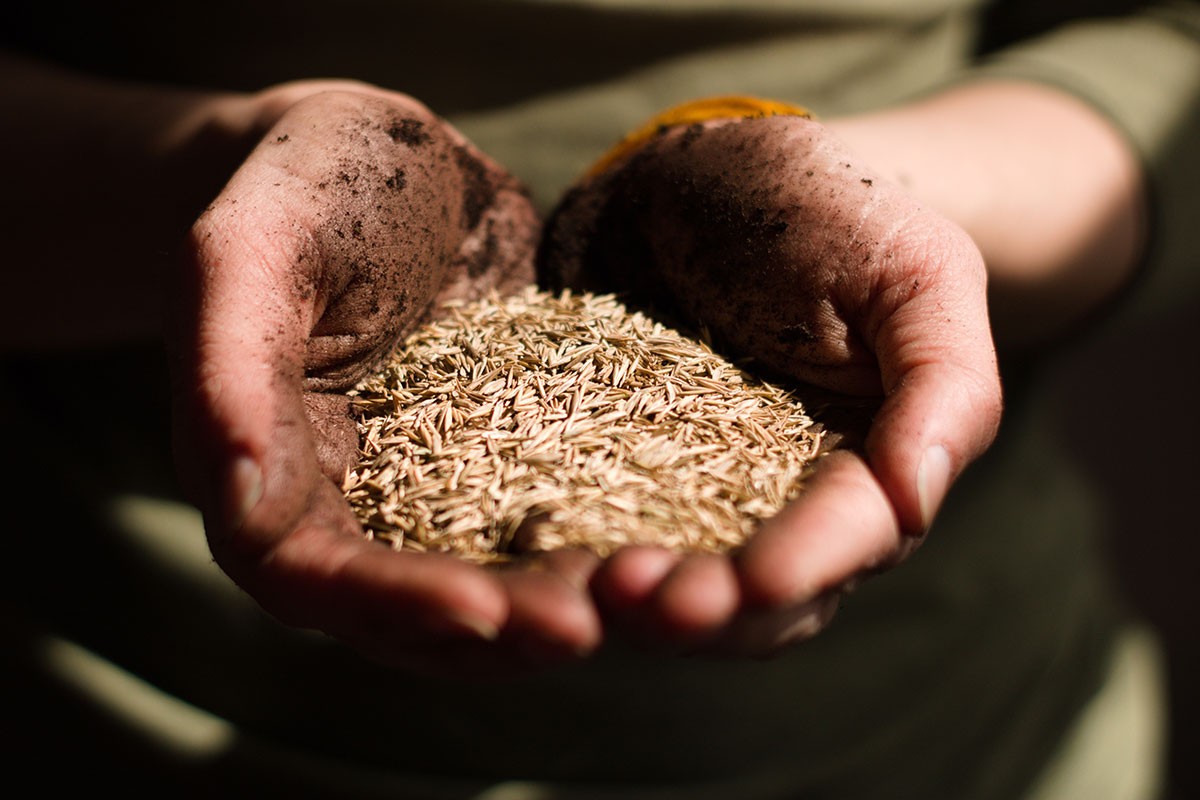 Vlada Srpske obezbijedila 500 tona pšenice za godišnje potrebe javnih kuhinja