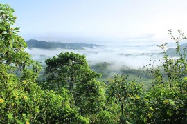 Iskrčeno više od 1.000 kilometara kvadratnih šume u Amazoniji