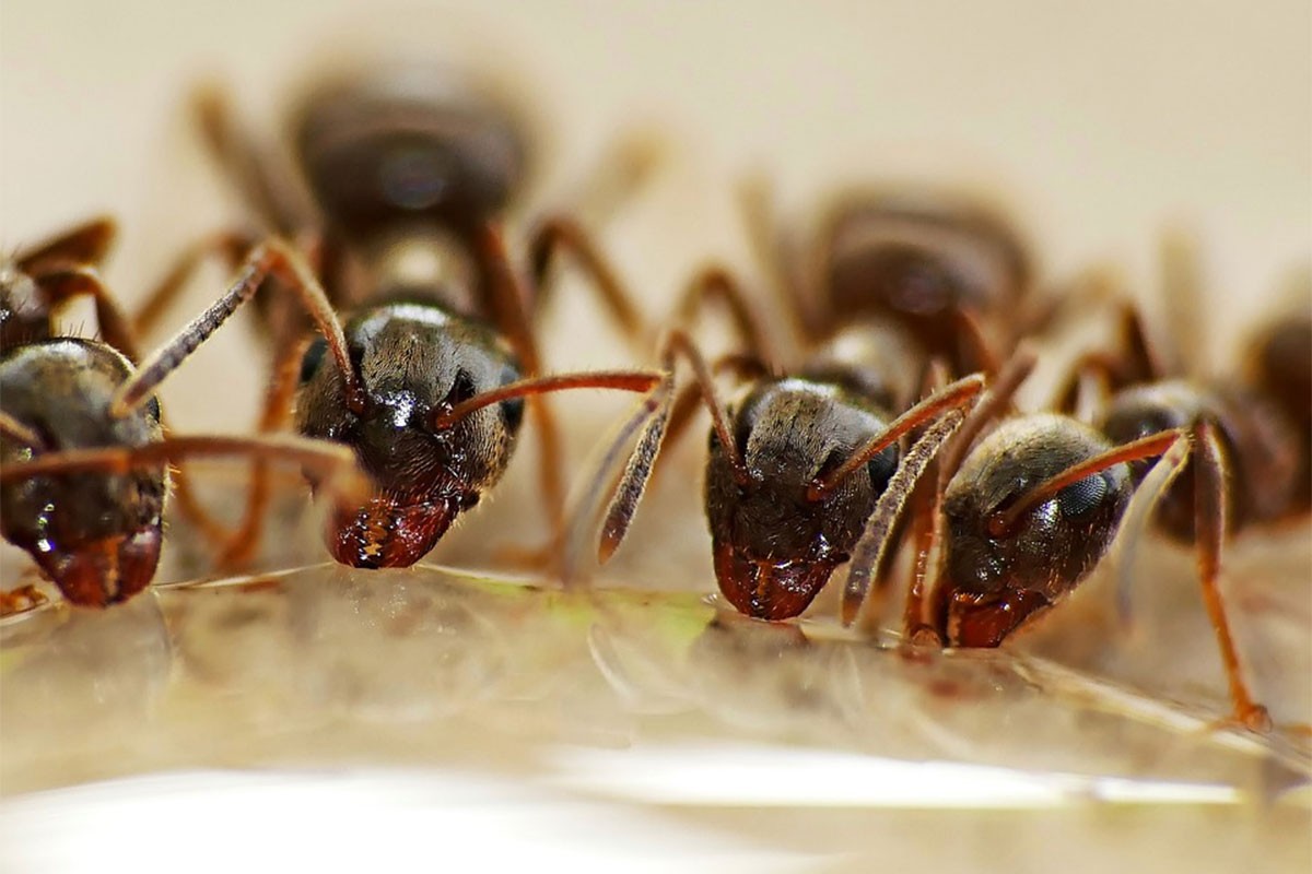 Riješite se mrava s proizvodom koji gotovo svi imate u kupatilu