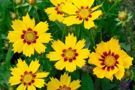 Cvijet idealan za svaku baštu: Uživa u suncu i vrućini, može i bez vode