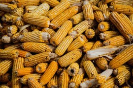 Srbija kukuruza manje izvezla za trećinu, pšenice za 29 odsto