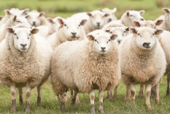 Obrt u Mrkonjić Gradu: Ovce se vraćaju kući