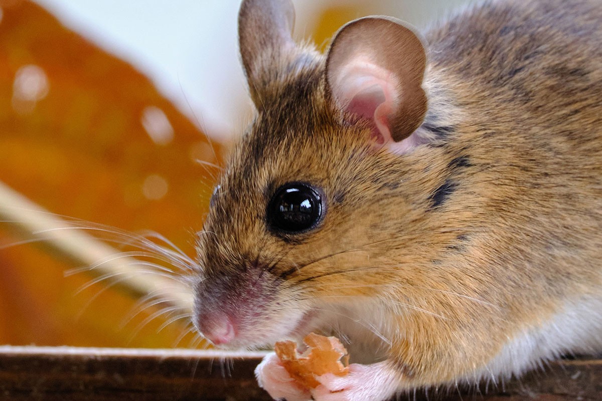Pronađen lijek koji može preokrenuti starenje miševa